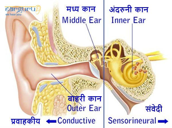 बाहरी, मध्य और अंदरुनी कान की संरचना blog image