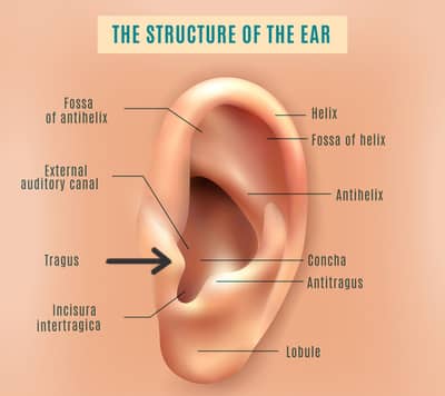 कान की संरचना का आरेख, जिसमें ट्रागस का स्थान दिखाया गया Image for blog on टिनिटस के लिए योग by earguru.in/hi/