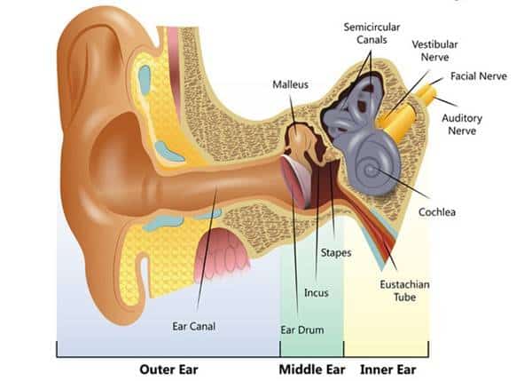 Ear Structure. conductive hearing loss log image