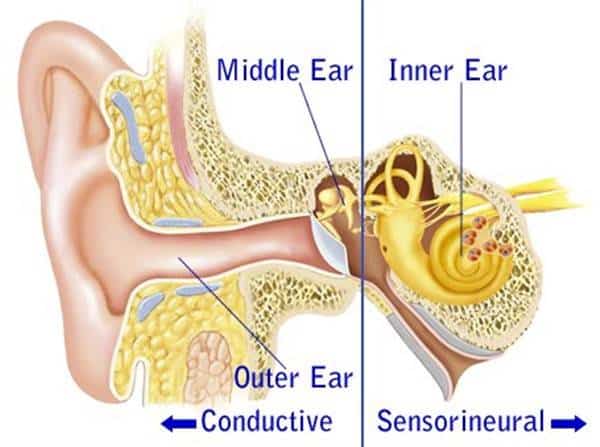 Ear Structure