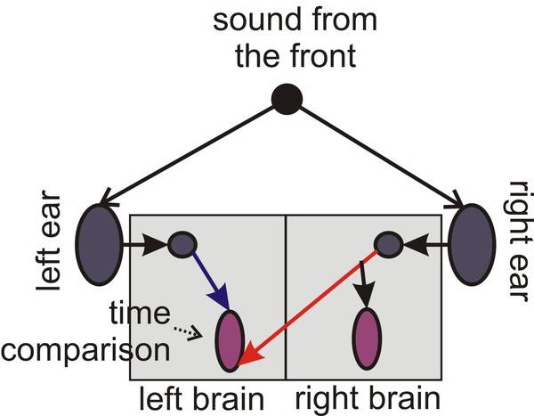 Localization of Sound diagram blog image