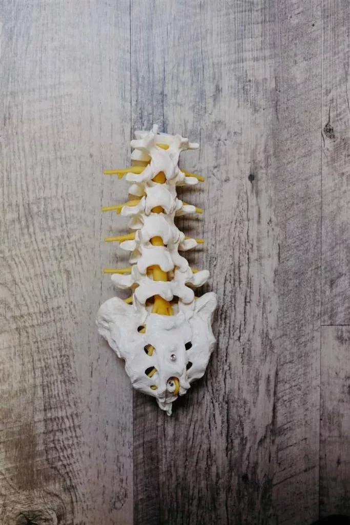 Chiropractic Fun Facts blog feature image