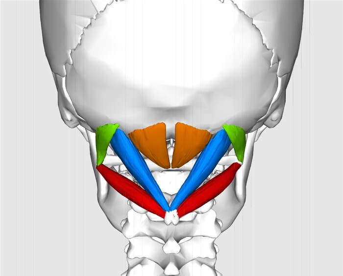 Suboccipital muscles for Vagus Nerve stimulation Therapy blog image